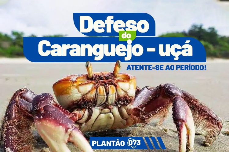 Defeso do Caranguejo-Uçá é iniciado em Caravelas e reforça proteção ...